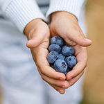 Hands of child with ripe blueberries